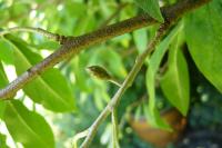 Hlošina okoličnatá (Elaeagnus umbellata)