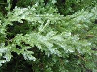Jalovec prostřední pokrytý ledem (Juniperus x pfitzeriana)
