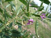 Kustovnice cizí (Lycium barbarum)