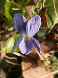 Violka vonná (Viola odorata)
