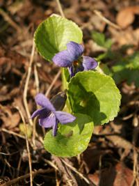 Violka vonná (Viola odorata)