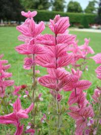 Šalvěj zelená - park v Poděbradech (Salvia viridis)