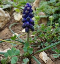 Modřenec (Muscari commutatum)
