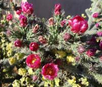 Opuncie ostnatější (Opuntia spinosior)