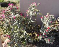 Opuncie ostnatější (Opuntia spinosior)