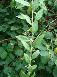 Kustovnice cizí (Lycium barbarum)