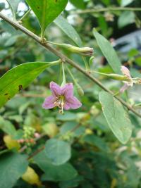 Kustovnice cizí (Lycium barbarum)