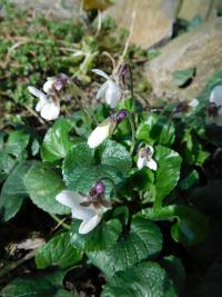 Violka vonná (Viola odorata)