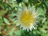 Mléč drsný (Sonchus asper)