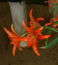 Lilium concolor - lilie botanická