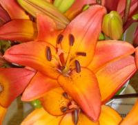 Lilie Royal Sunset (Lilium)