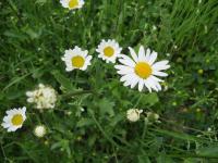 Kopretina bílá (Leucanthemum vulgare) Kopretina bílá (Leucanthemum vulgare)