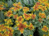 Rozchodník kamčatský