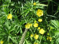 Pryskyřník plazivý (Ranunculus repens)
