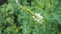 Komonice bílá (Melilotus albus)