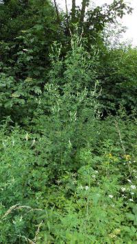 Komonice bílá (Melilotus albus)