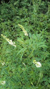Komonice bílá (Melilotus albus)