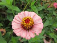 Ostálka sličná (Zinnia elegans)