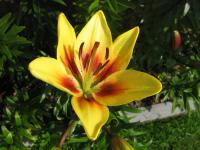 Lilie 'Grand Cru' - Asijské hybridy vysoké (Lilium)