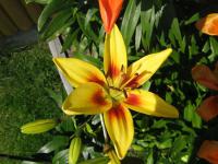 Lilie 'Grand Cru' - Asijské hybridy vysoké (Lilium)