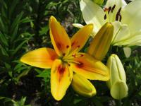 Lilie 'Grand Cru' - Asijské hybridy vysoké (Lilium)