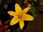 Lilie 'Hoangho' - Asijské hybridy vysoké (Lilium)