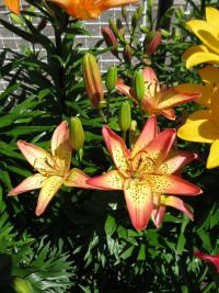 Lilie 'Italia' - Asijské hybridy vysoké (Lilium)