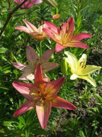 Lilie 'Italia' - Asijské hybridy vysoké (Lilium)