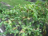 Pryšec skočcový (Euphorbia lathyris)