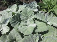 Šalvěj stříbrná