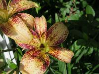 Lilie 'Tropical Breeze' - Asijské hybridy vysoké (Lilium)