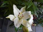 Lilie 'Richmond' - LA hybridy (Lilium)