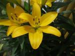 Lilie 'Serrada' - LA hybridy (Lilium)
