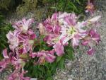 Lilie 'Purple Lady' - OT hybridy (Lilium)