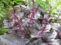Bazalka pravá 'Purple Opaal'