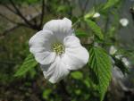 Růžovec bělokvětý (Rhodotypos scandens)