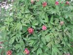 Pivoňka keřovitá (Paeonia suffruticosa)