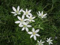 Snědek rozkladitý (Ornithogalum umbellatum)