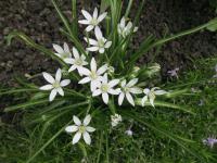 Snědek rozkladitý (Ornithogalum umbellatum)