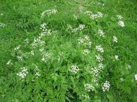 Bolehlav plamatý (Conium maculatum)