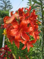 Lilie 'Flying Wing' - Asijské hybridy vysoké (Lilium)