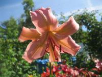 Lilie 'Pearl Jessica' - Asijské hybridy vysoké (Lilium)