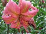 Lilie 'Pearl Jessica' - Asijské hybridy vysoké (Lilium)