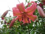 Lilie 'Pearl Jessica' - Asijské hybridy vysoké (Lilium)