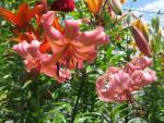 Lilie 'Pearl Jessica' - Asijské hybridy vysoké (Lilium)