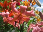 Lilie 'Pearl Jessica' - Asijské hybridy vysoké (Lilium)
