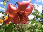 Lilie 'Pearl Jessica' - Asijské hybridy vysoké (Lilium)