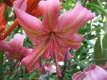 Lilie 'Pearl Jessica' - Asijské hybridy vysoké (Lilium)