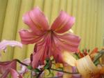 Lilie 'Pearl Jessica' - Asijské hybridy vysoké (Lilium)