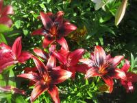 Lilie 'Olina' - Asijské hybridy vysoké (Lilium)